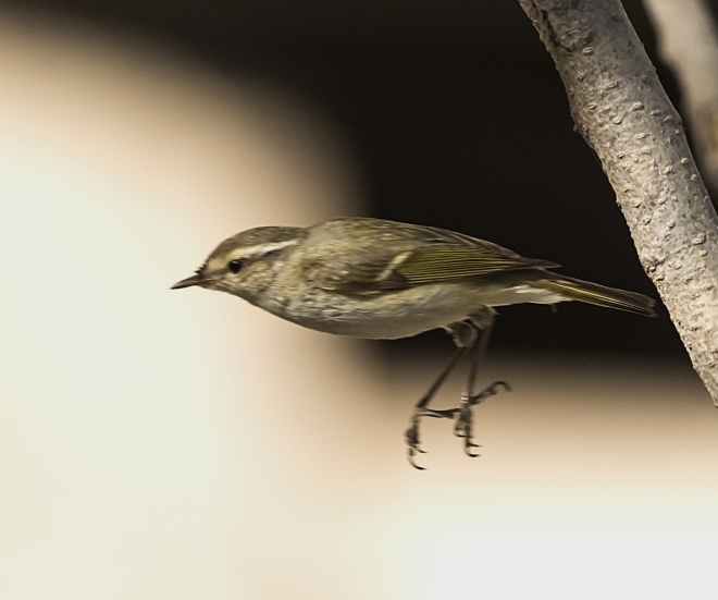 Hume's Leaf Warbler